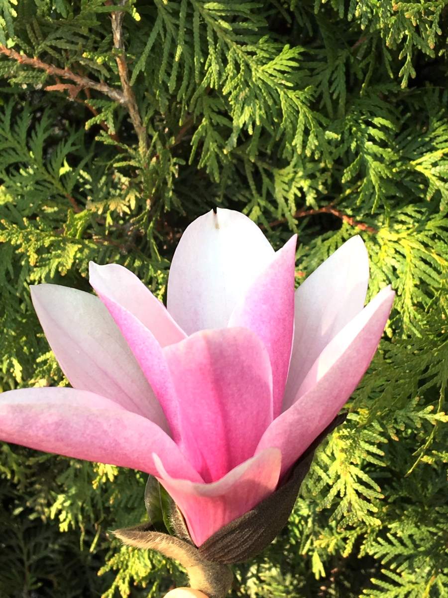 Magnolie: Tulpenmagnolie Galaxy