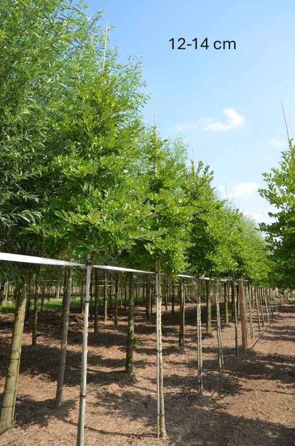 Magnolie: Sternmagnolie Merrill