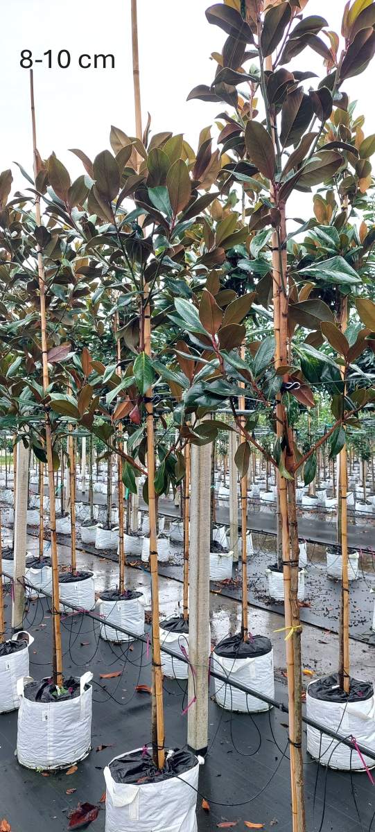 Preview: Magnolie: Großblumige Magnolie Galissonière