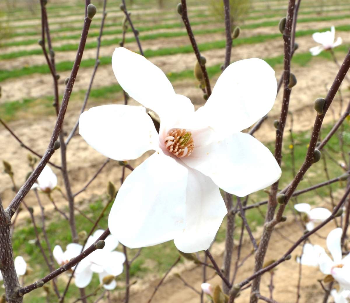 Magnolie: Sternmagnolie Merrill