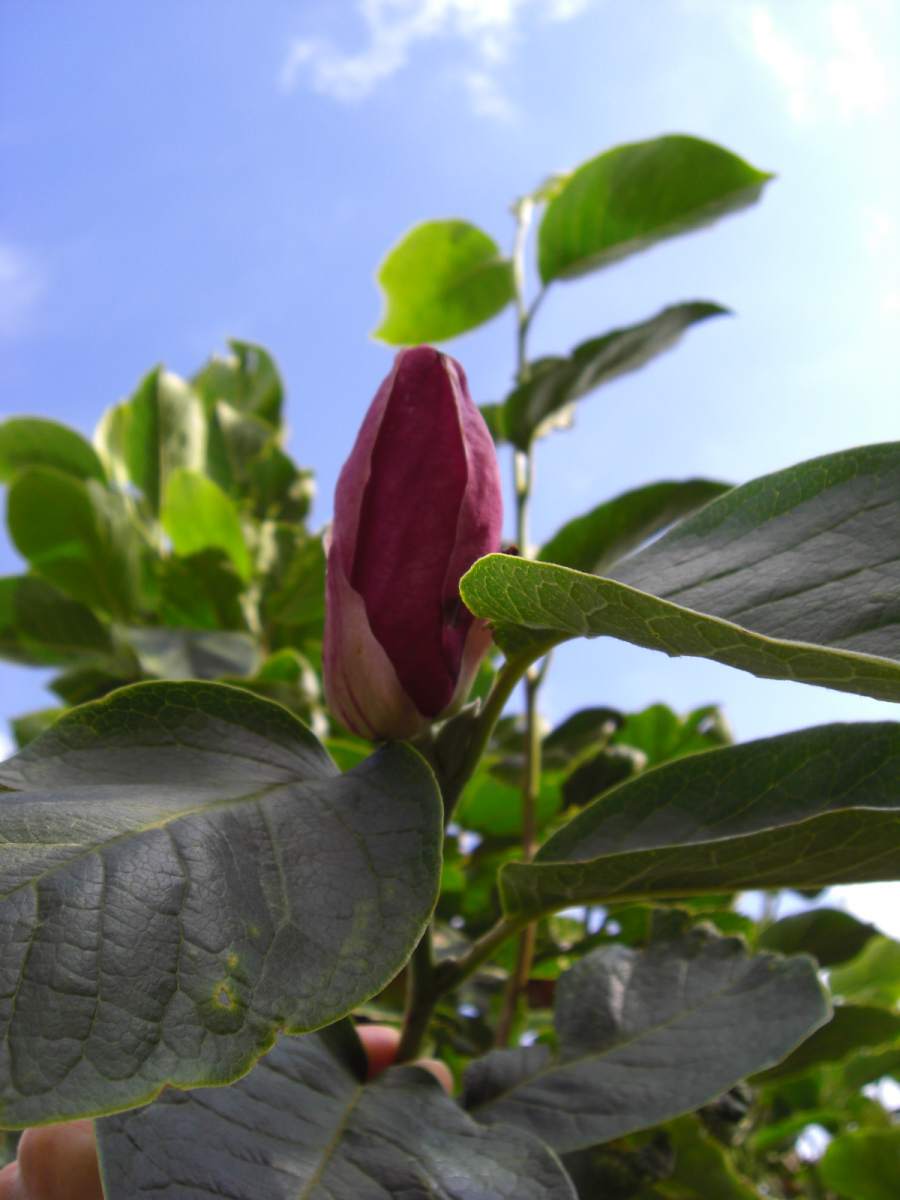 Magnolie: Purpur-Magnolie Black Tulip