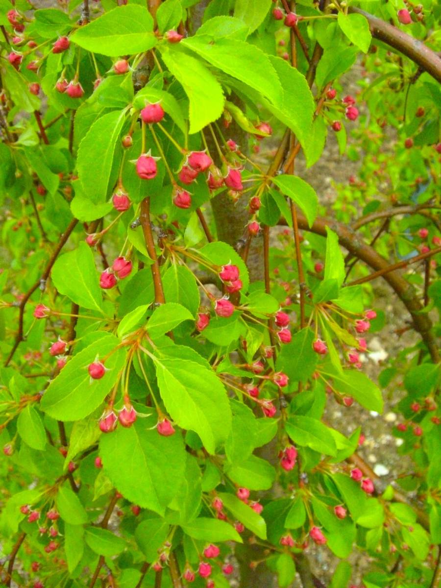 Zierapfel: Hänge-Zierapfel Red Jade