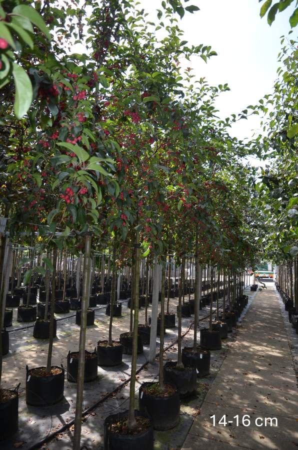 Preview: Zierapfel: Hänge-Zierapfel Royal Beauty