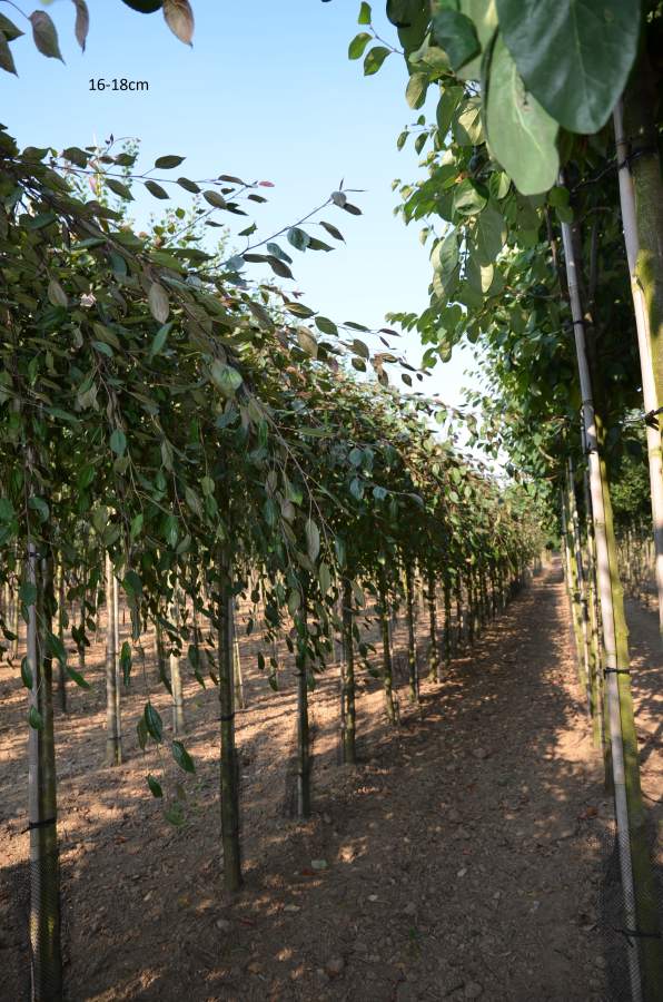 Zierapfel: Hänge-Zierapfel Royal Beauty