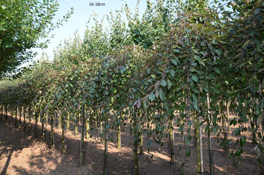 Zierapfel: Hänge-Zierapfel Royal Beauty