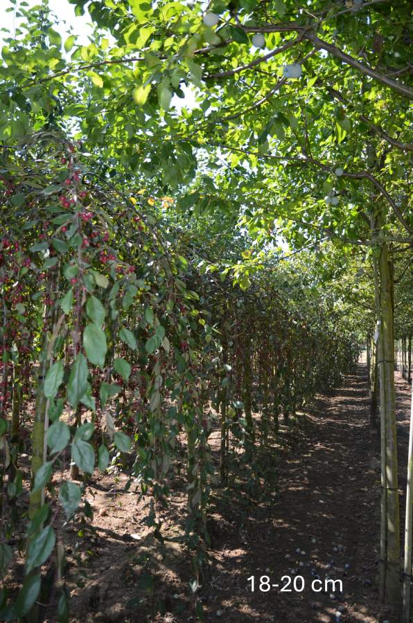 Zierapfel: Hänge-Zierapfel Royal Beauty