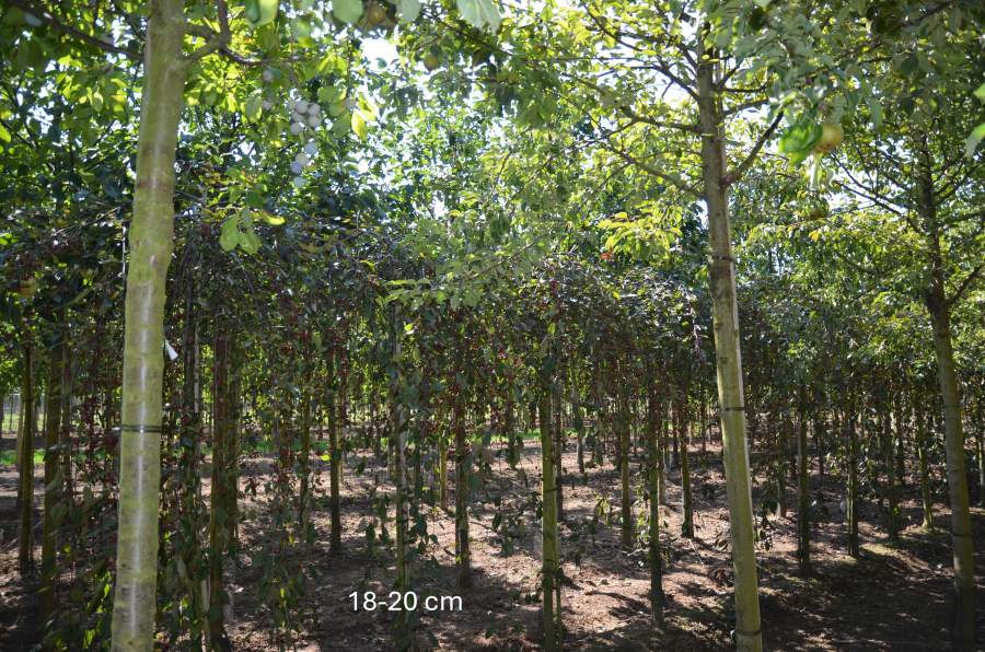 Zierapfel: Hänge-Zierapfel Royal Beauty