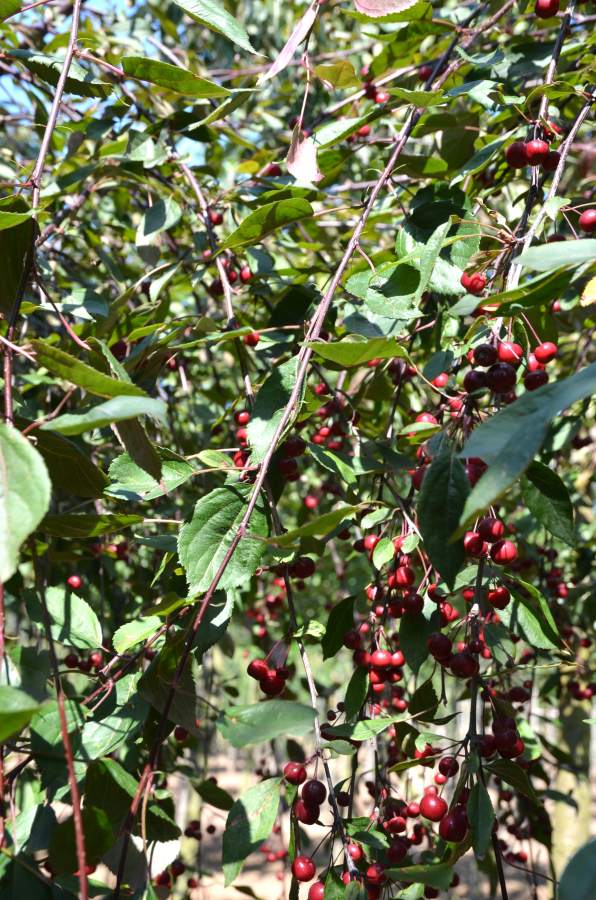 Preview: Zierapfel: Hänge-Zierapfel Royal Beauty