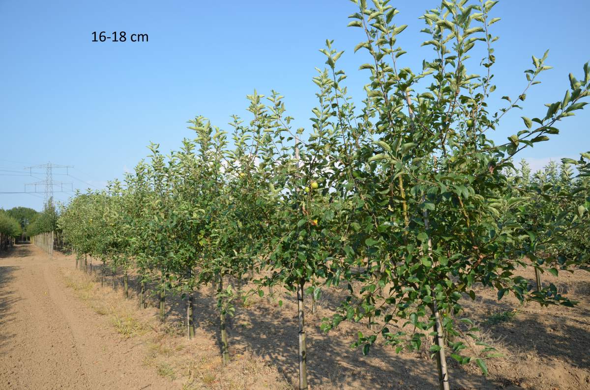 Apfel: Golden Delicious