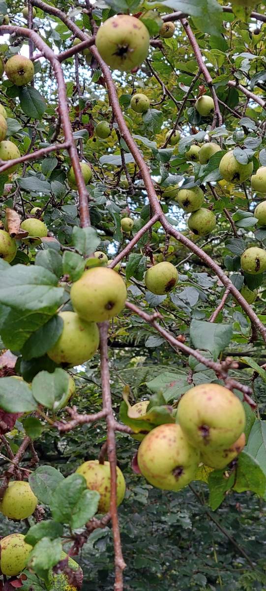 Apfel: Holzapfel/Wildapfel