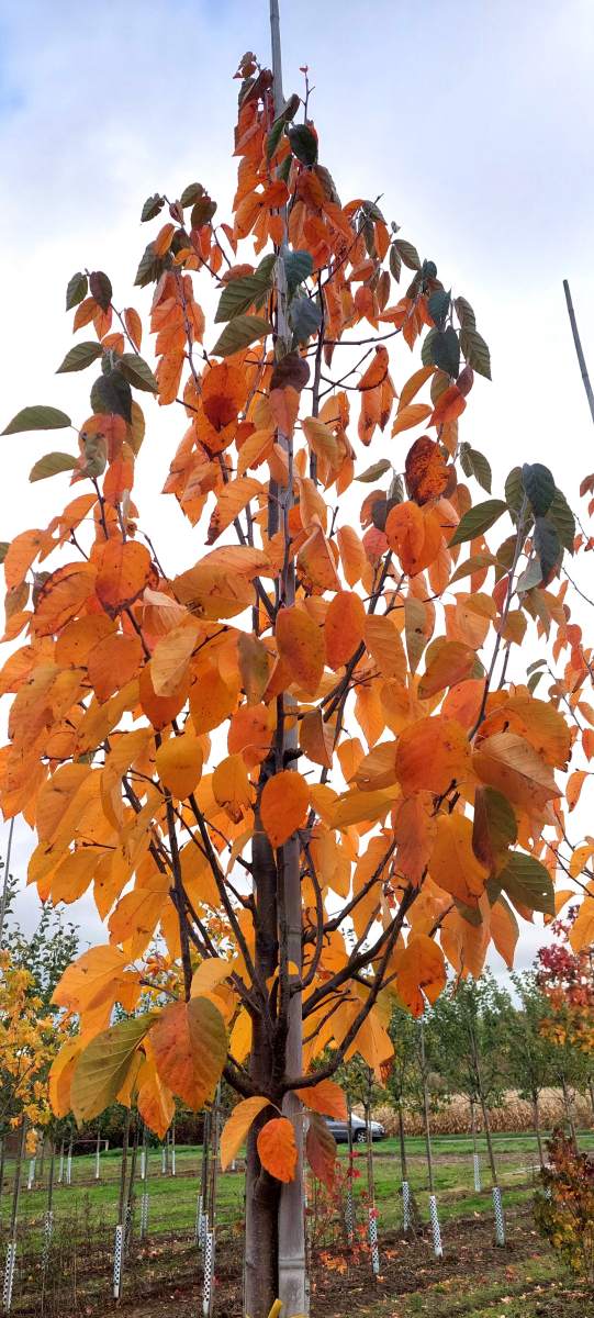 Zierapfel: Scharlachapfel