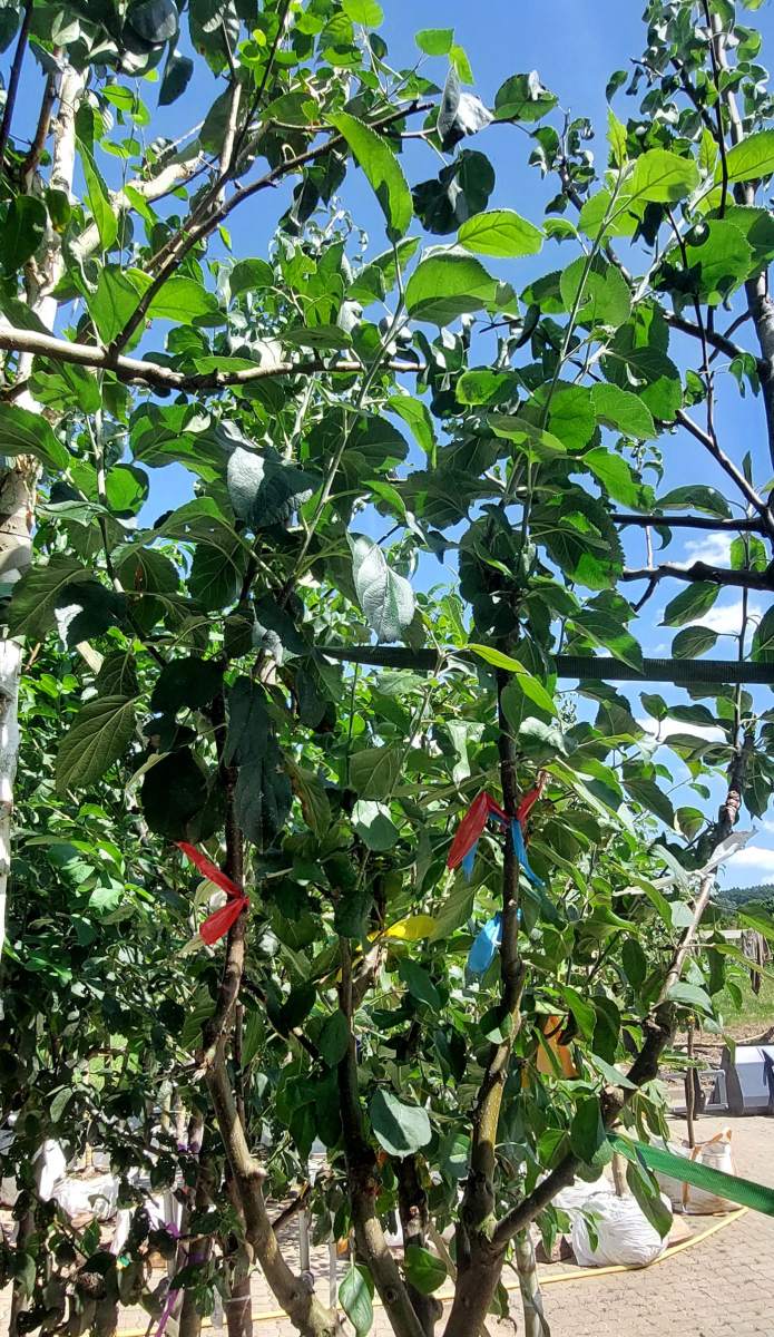 Apfel: Mehrsortenbaum - Alkmene - Elstar - Holsteiner Cox