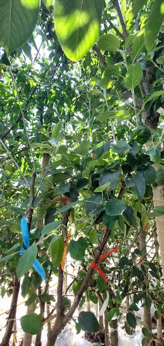 Apfel: Mehrsortenbaum - Alkmene - Elstar - Holsteiner Cox