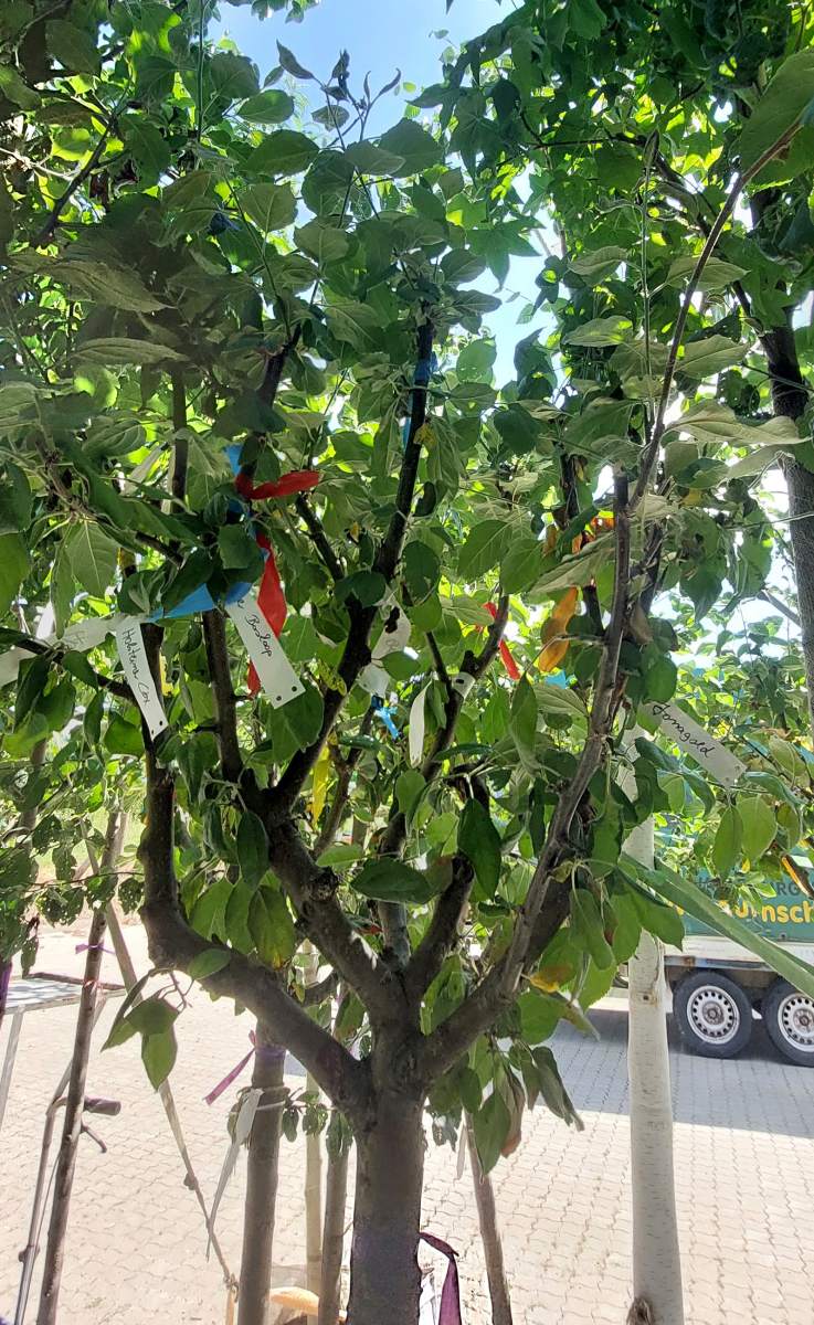 Apfel: Mehrsortenbaum - Alkmene - Elstar - Holsteiner Cox