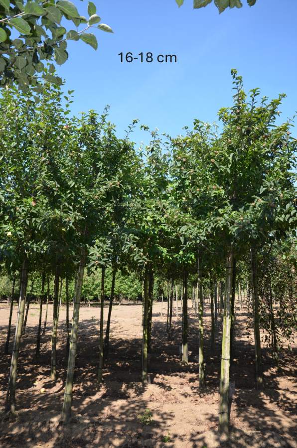 Mispel: Echte Mispel