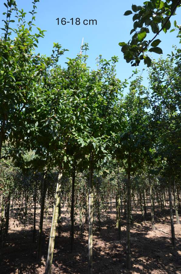 Mispel: Echte Mispel