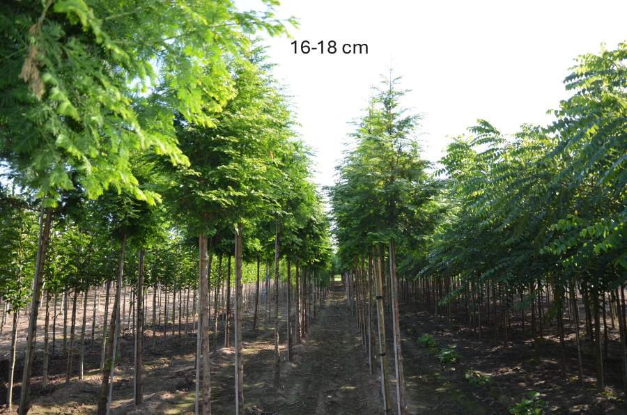 Chinesischer Mammutbaum