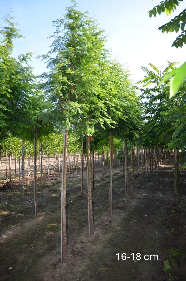 Chinesischer Mammutbaum