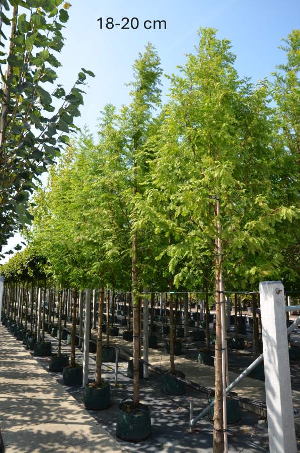 Chinesischer Mammutbaum