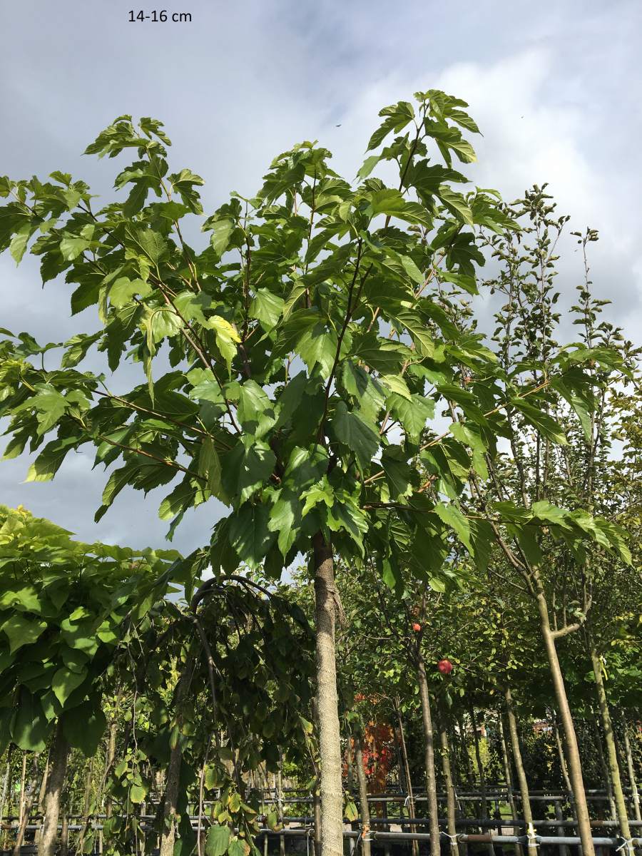 Maulbeere: fruchtloser Maulbeerbaum