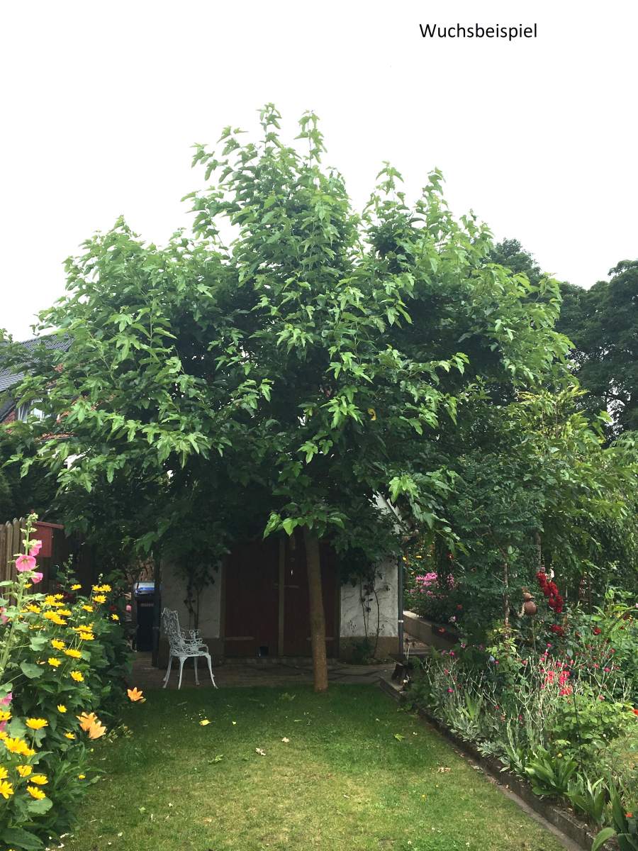 Maulbeere: fruchtloser Maulbeerbaum