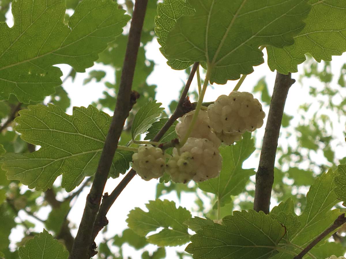 Maulbeere: weißer Maulbeerbaum