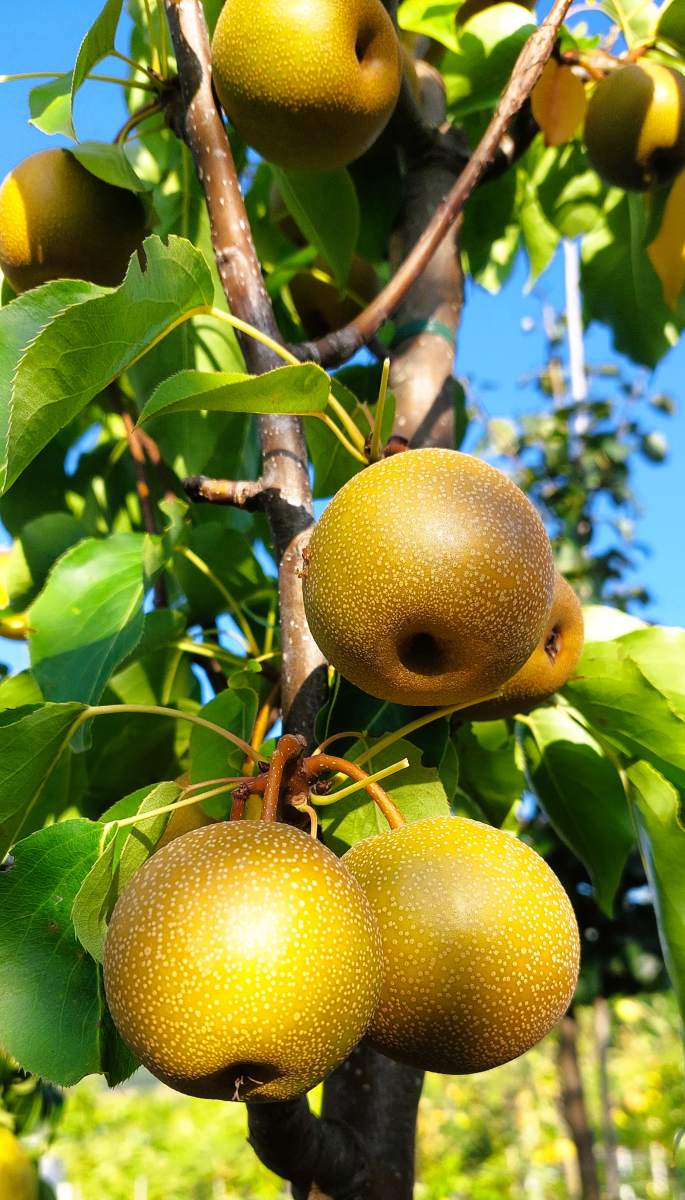 Nashi: Kumoi (Asienbirne)