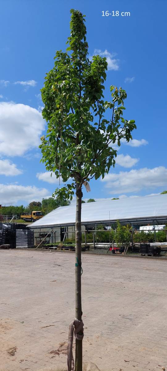 Birne: Westfriesische Zuckerbirne