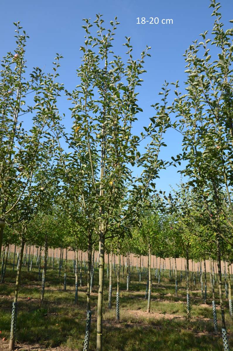 Apfel Ontario