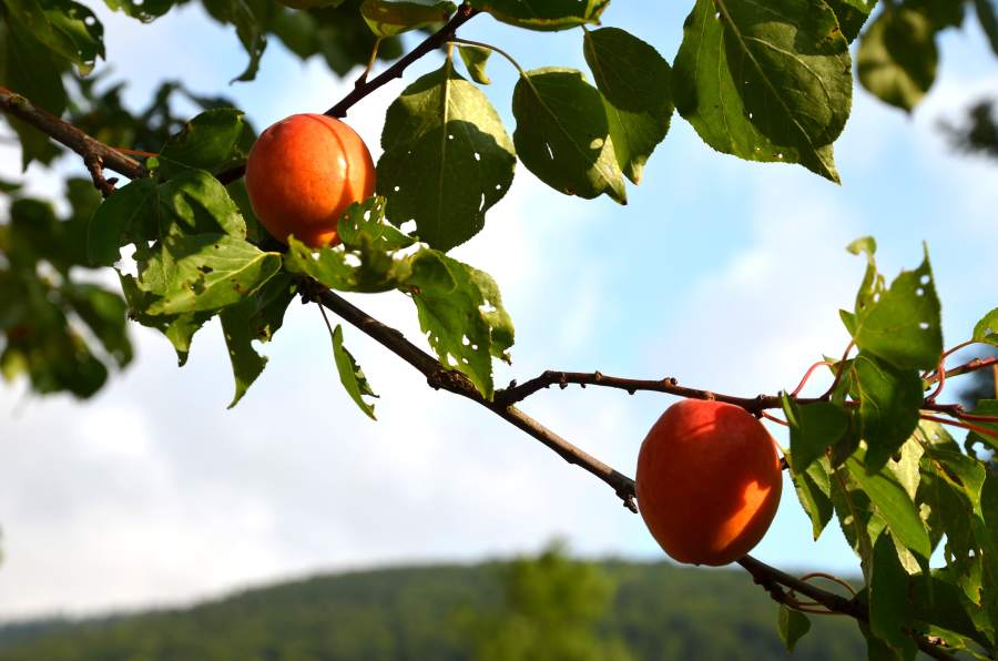 Aprikose Orangered