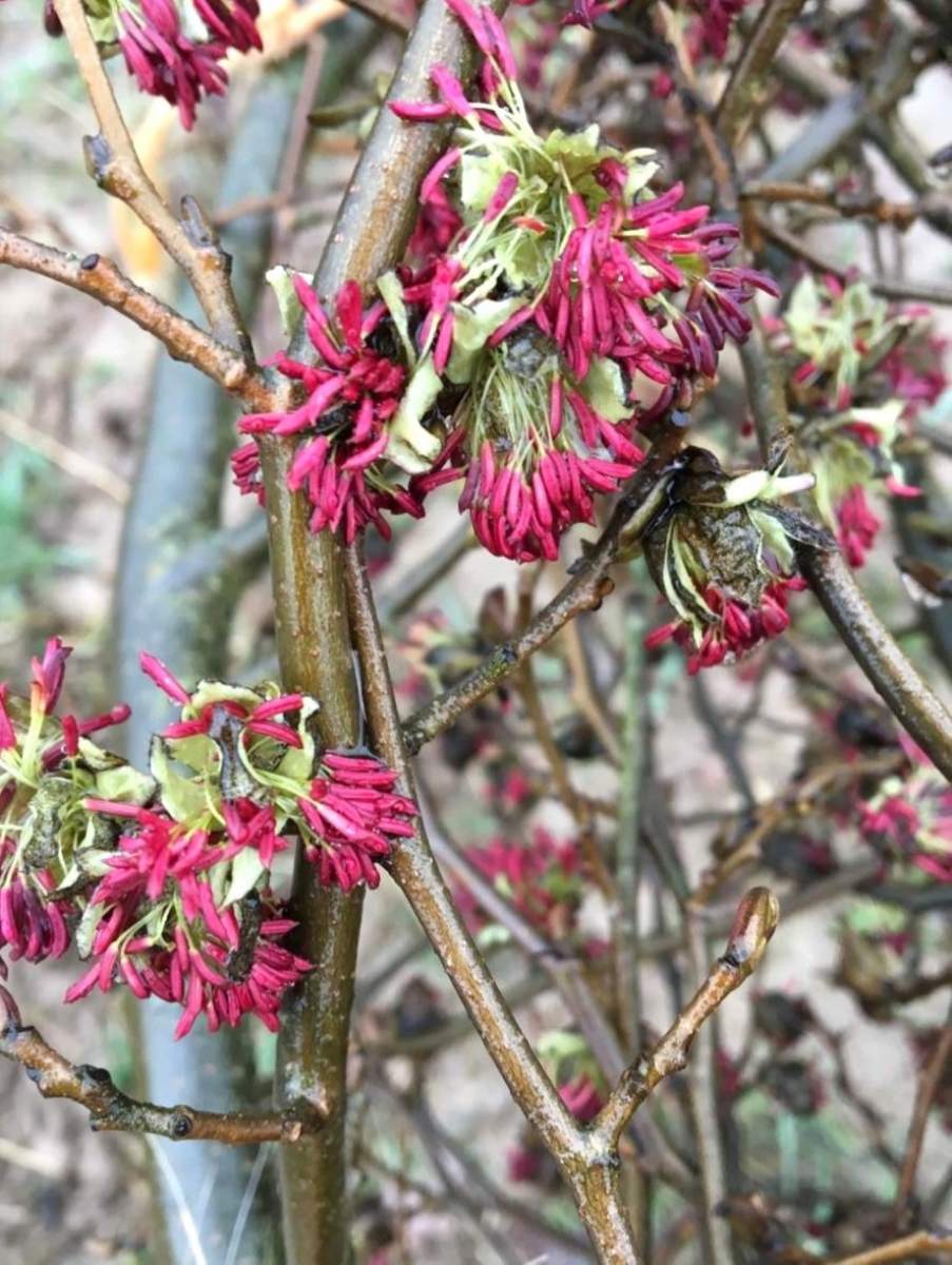 Eisenholzbaum