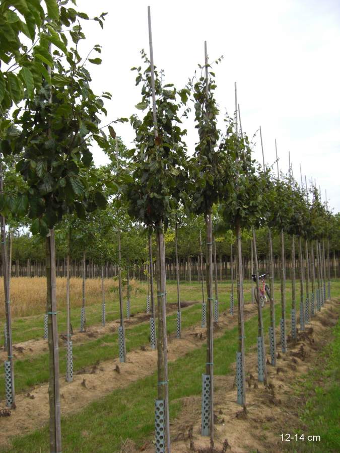 Eisenholzbaum Vanessa