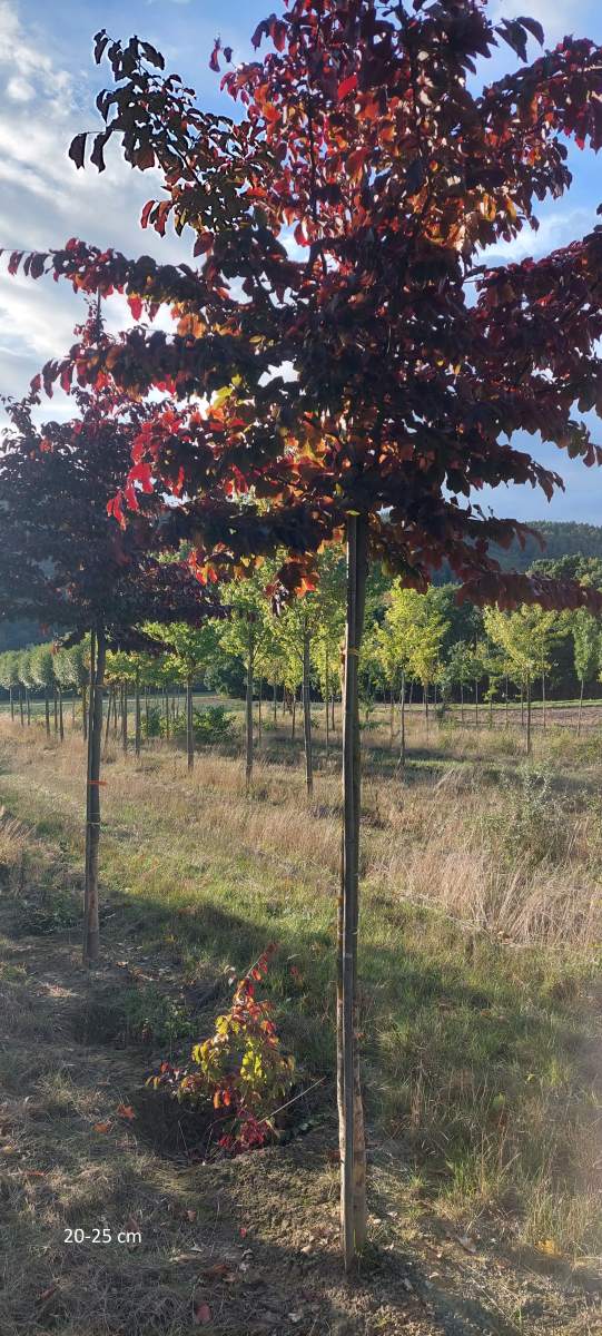 Eisenholzbaum Vanessa