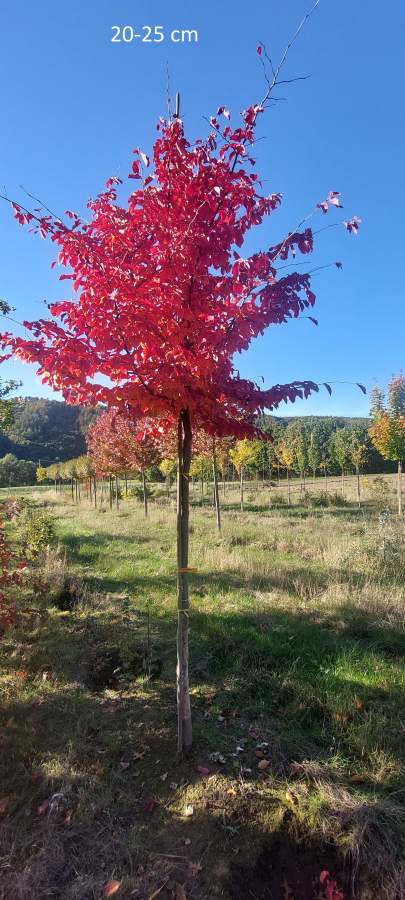 Eisenholzbaum Vanessa