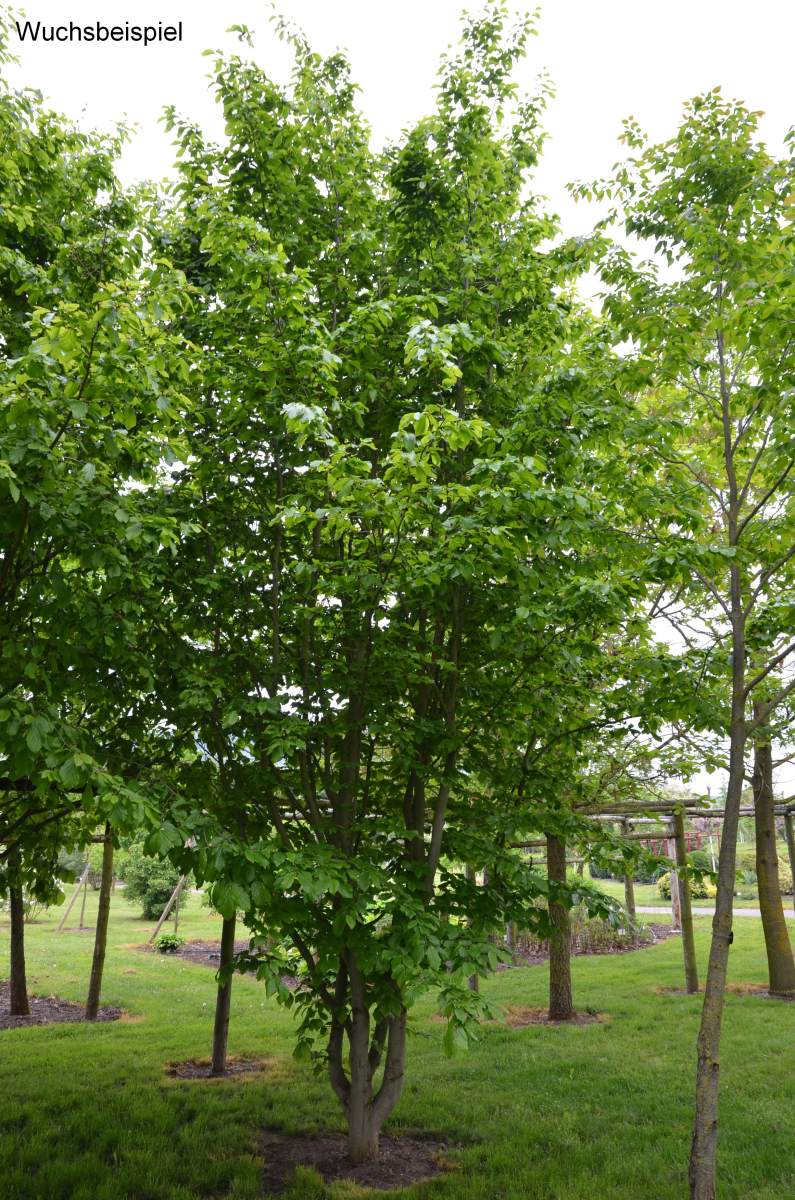 Eisenholzbaum Vanessa