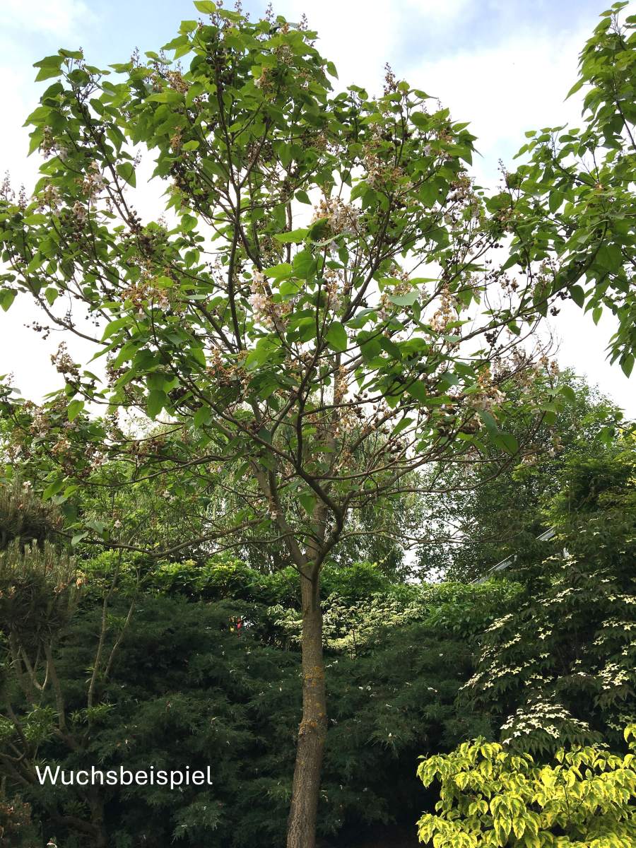 Blauglockenbaum Fast Blue