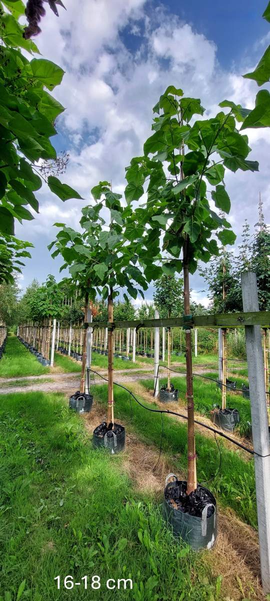 Blauglockenbaum Fast Blue