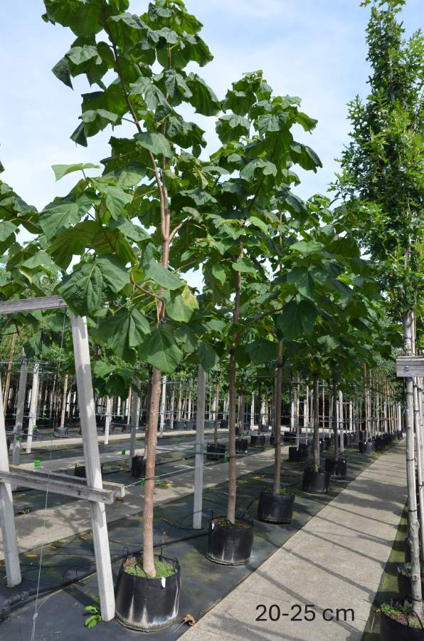 Blauglockenbaum Fast Blue