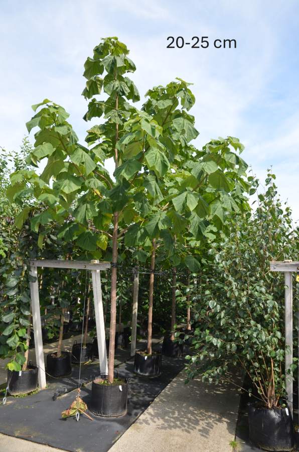 Blauglockenbaum Fast Blue