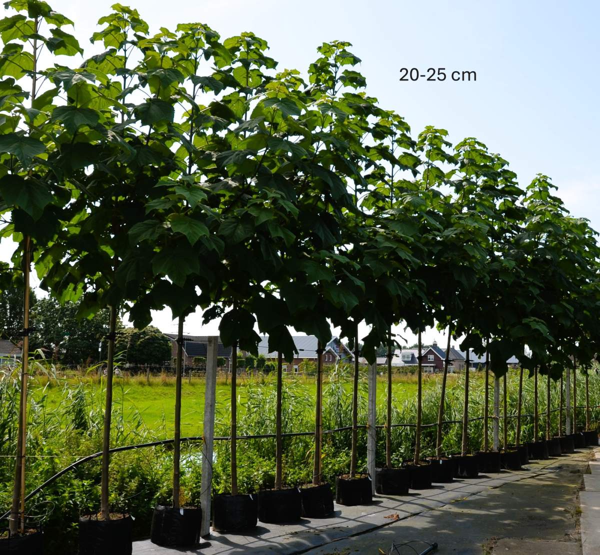 Blauglockenbaum Fast Blue