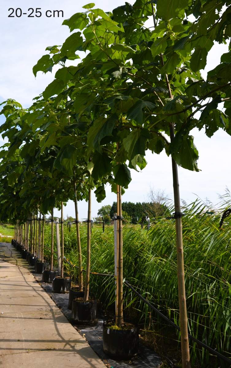 Blauglockenbaum Fast Blue