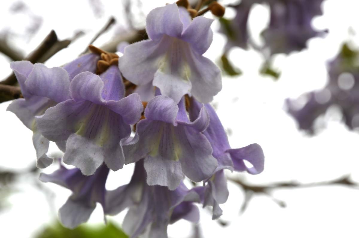 Blauglockenbaum
