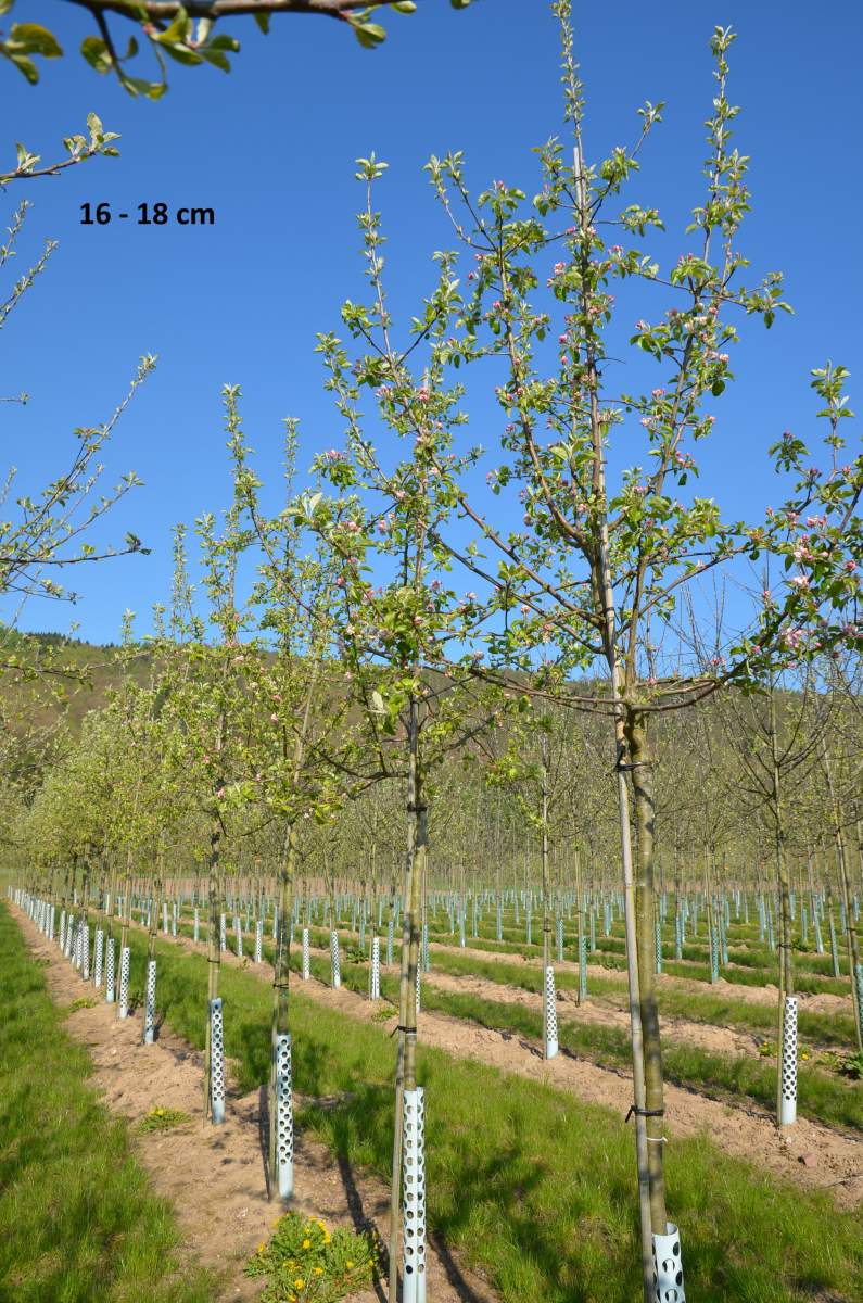 Kinderapfel, kleiner Apfelbaum für schmale Gärten