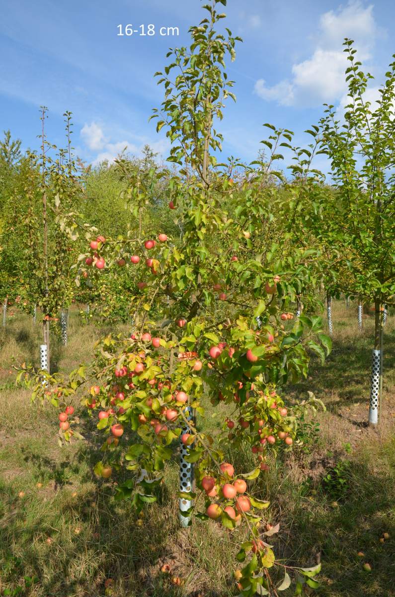 Kinderapfel, kleiner Apfelbaum schmale Gärten für