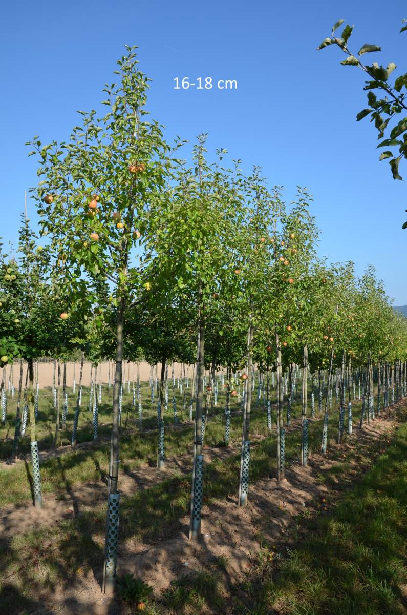 Kinderapfel, kleiner Gärten für Apfelbaum schmale