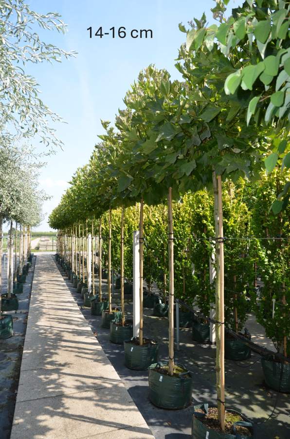 Platane: Kugel-Platane