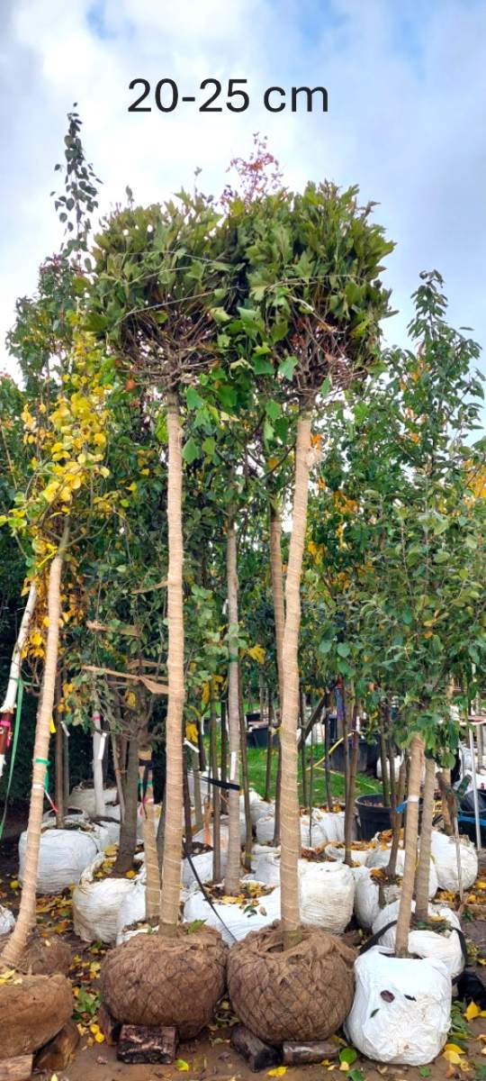 Kugel-Platane Stammhöhe 250 cm