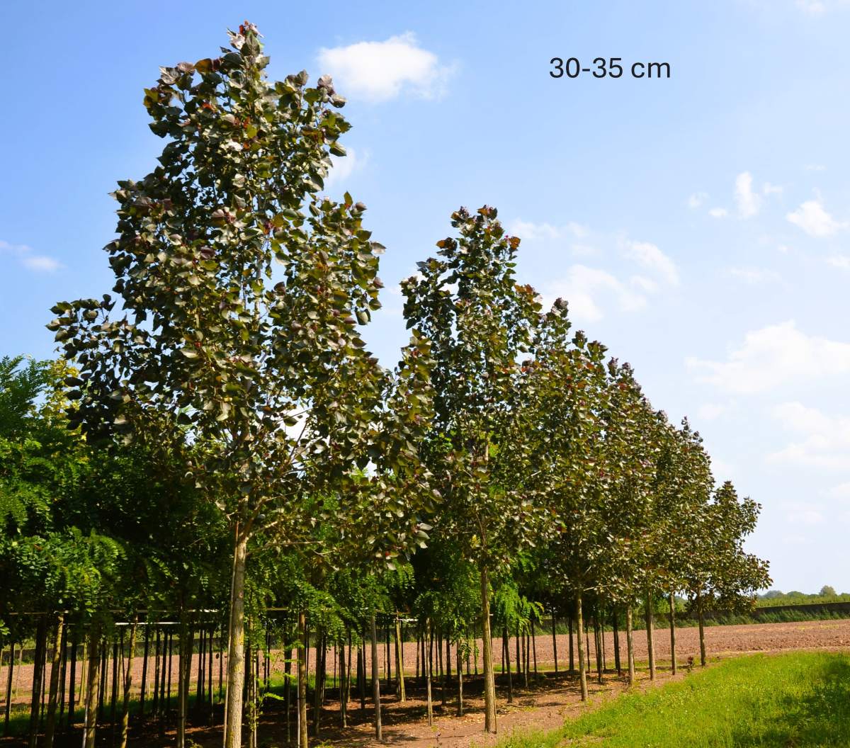 Pappel: Purpur-Pappel Purple Tower