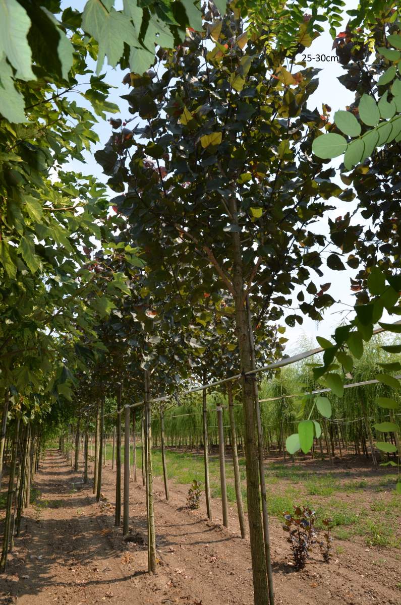 Pappel: Purpur-Pappel Purple Tower