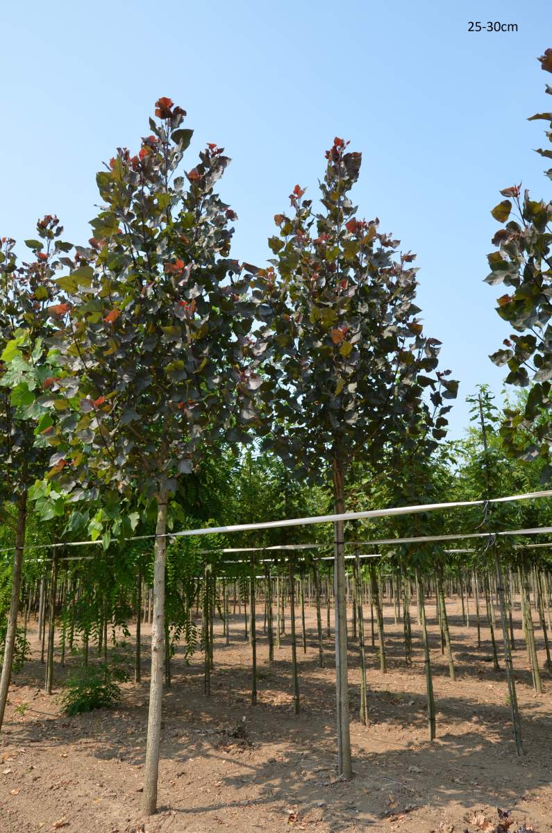 Pappel: Purpur-Pappel Purple Tower